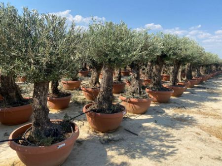 Picture for category olive trees