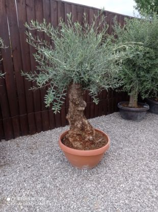 Picture of olive tree