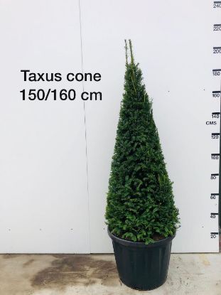 Picture of yew cones 140cm