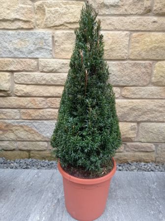 Picture for category yew trees 