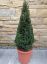 Picture of yew cone 60cm