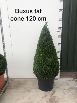 Picture of Box cones 120cm