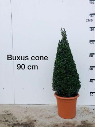 Picture of box cone 90cm