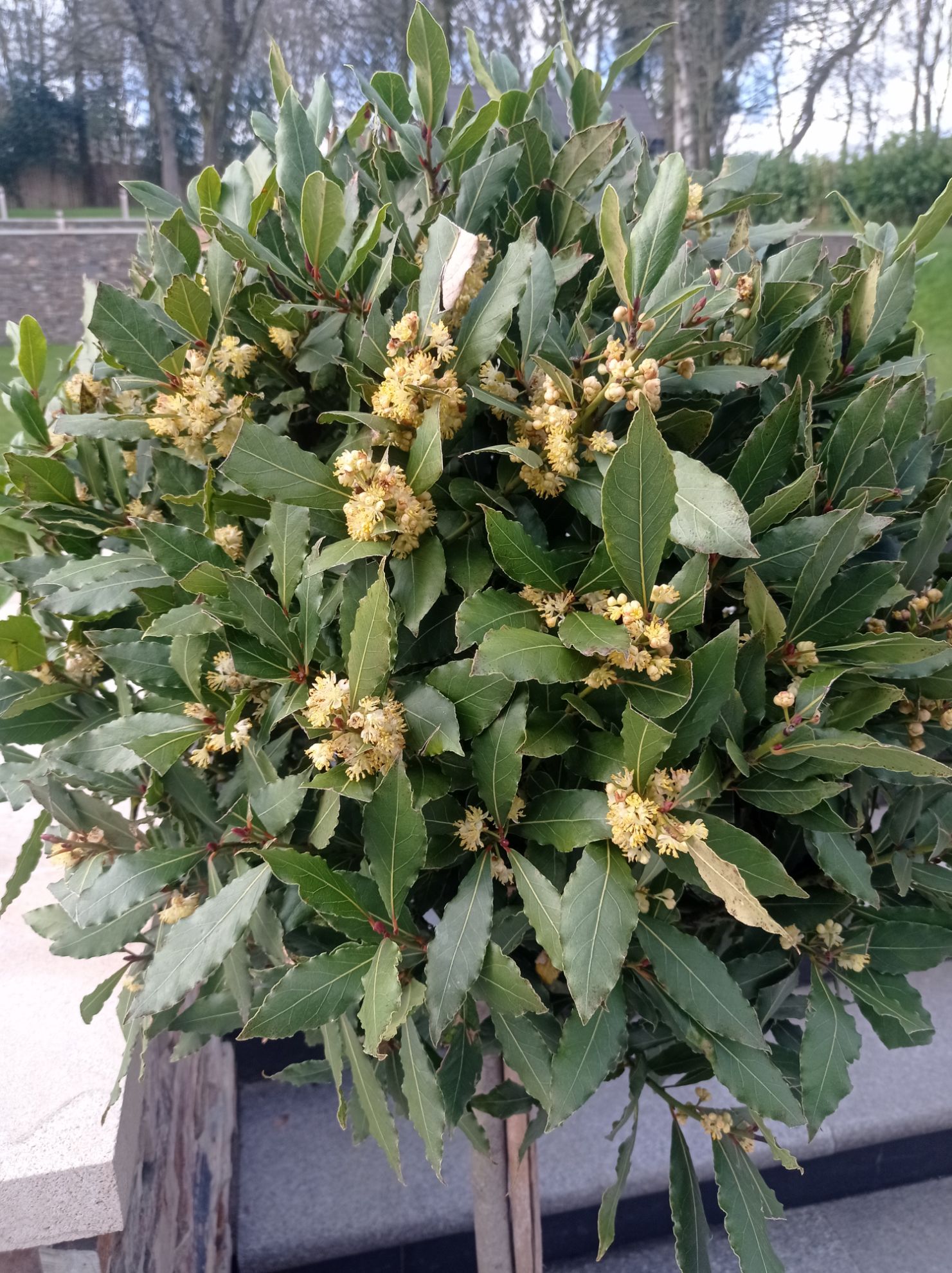 Your store. bay cones 120cm