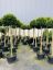 Picture of yew standards 200cm